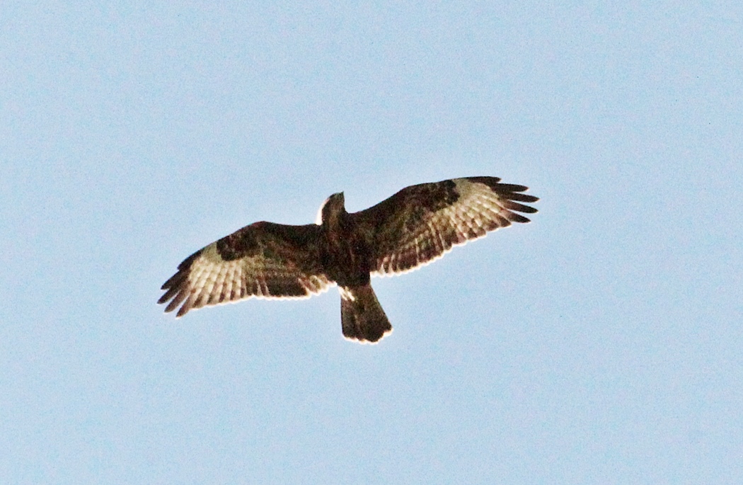 Common Buzzard