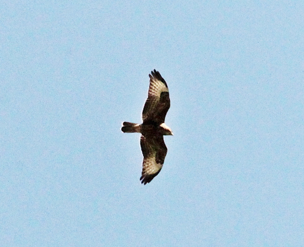 Common Buzzard