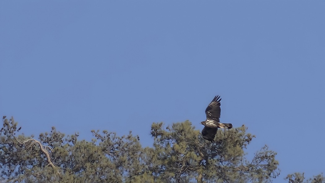 Bonelli`s Eagle