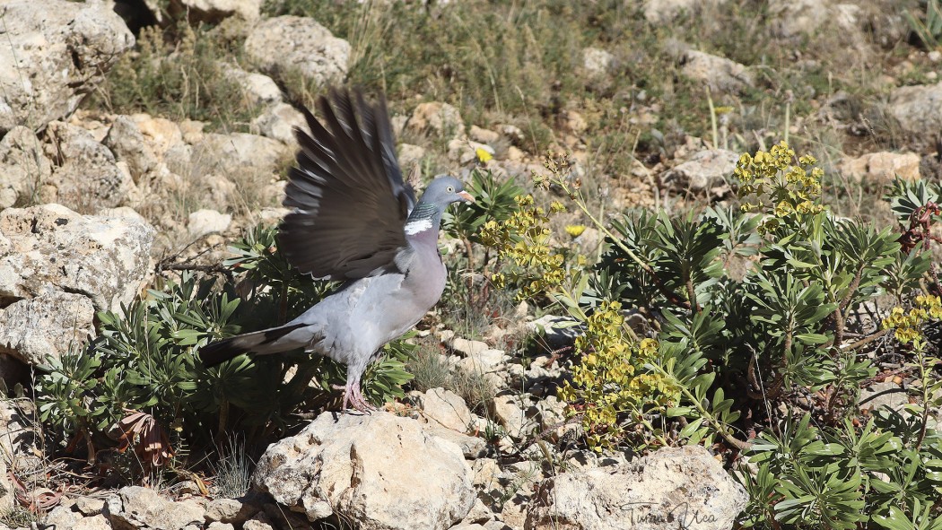 Common Wood Pigeon
