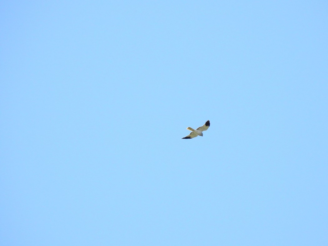 Hen Harrier