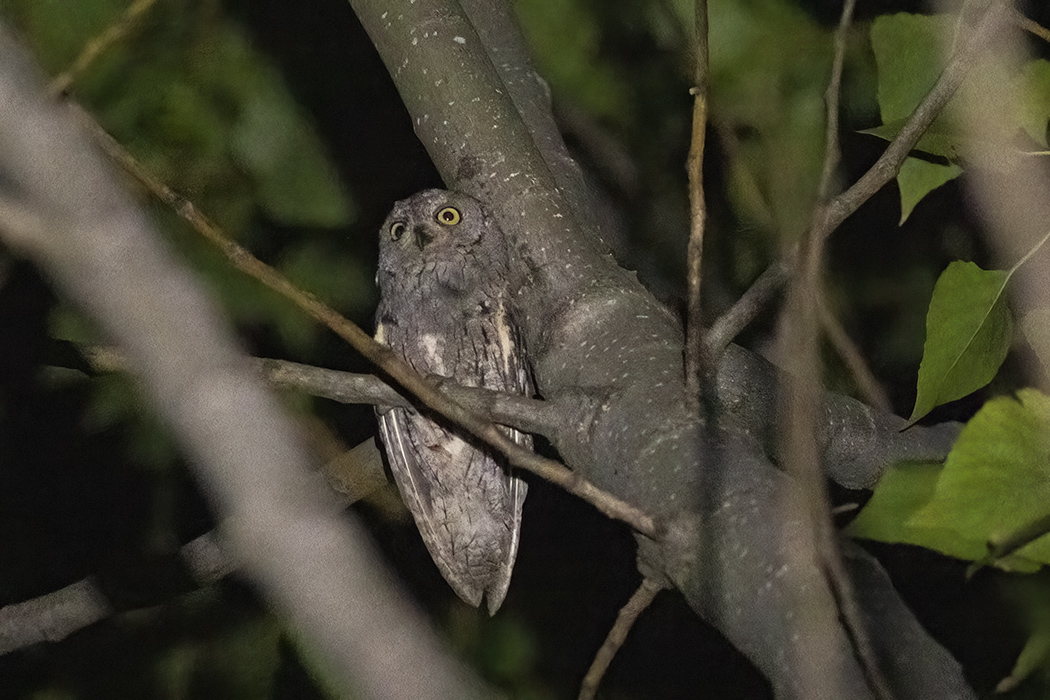 Eurasian Scops Owl