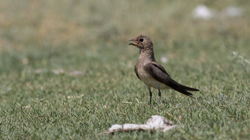 Collared Pratincole
