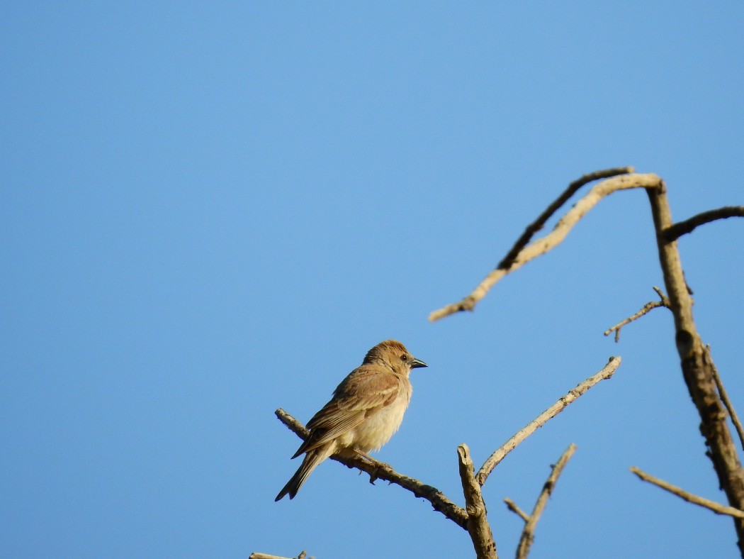 Yellow-throated Sparrow