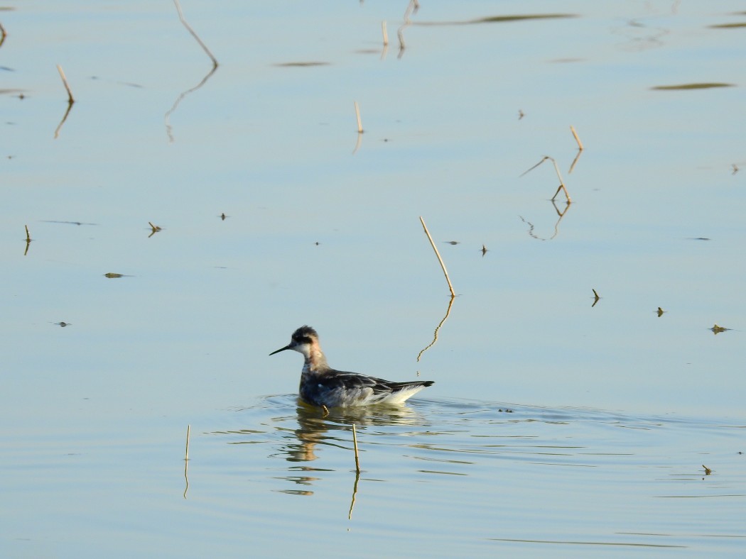 Red-necked Phalarope
