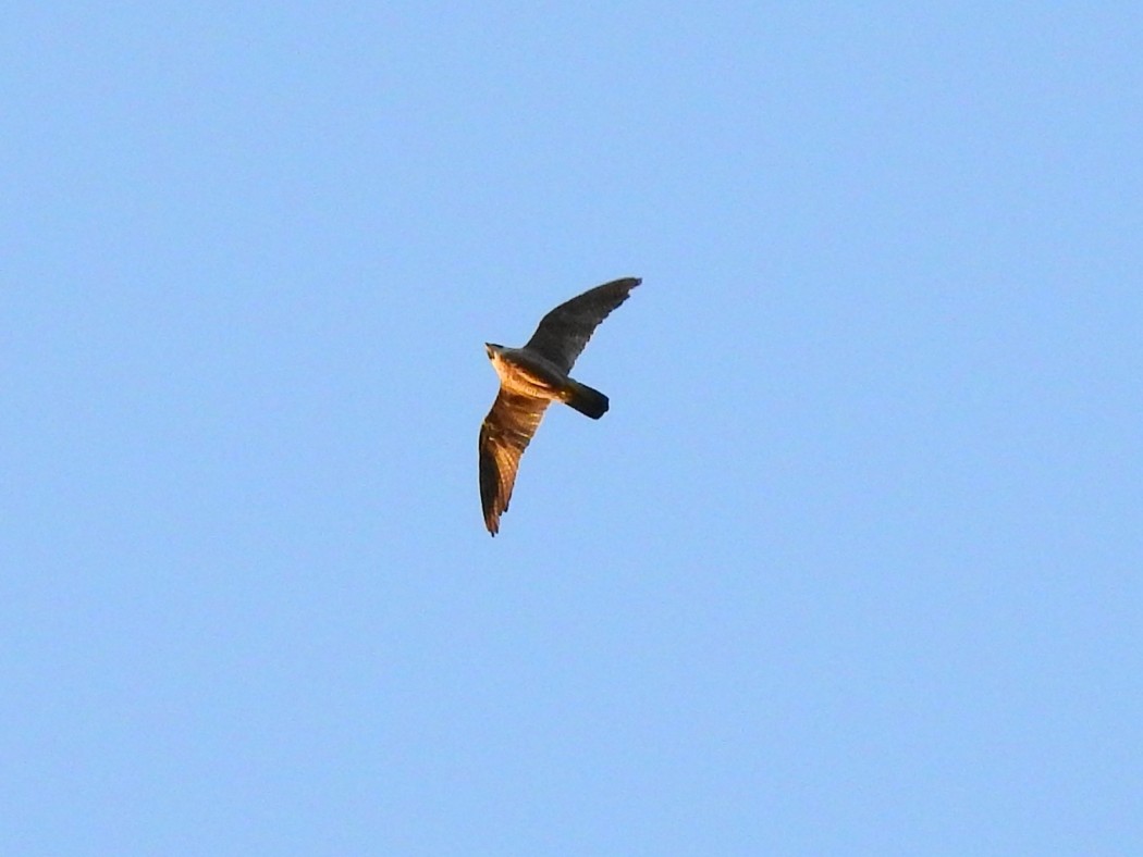 Peregrine Falcon