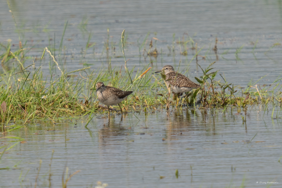 Wood Sandpiper