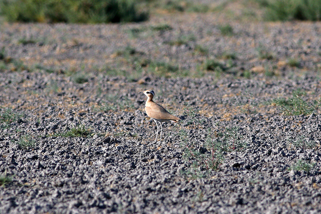 Cream-colored Courser
