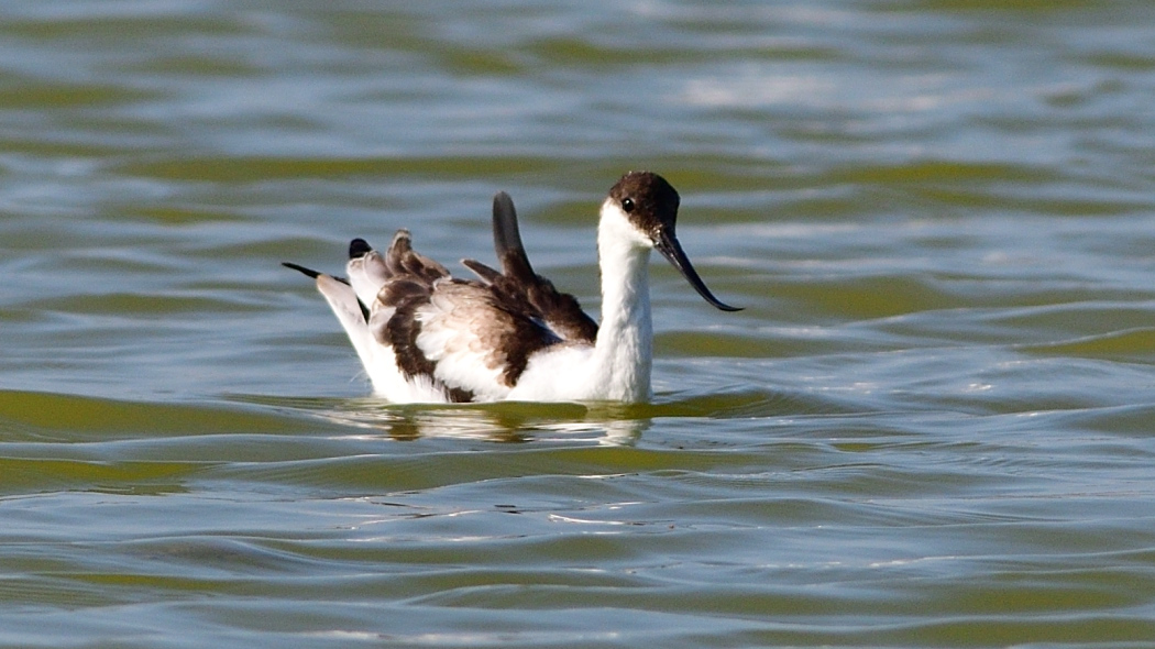 Pied Avocet