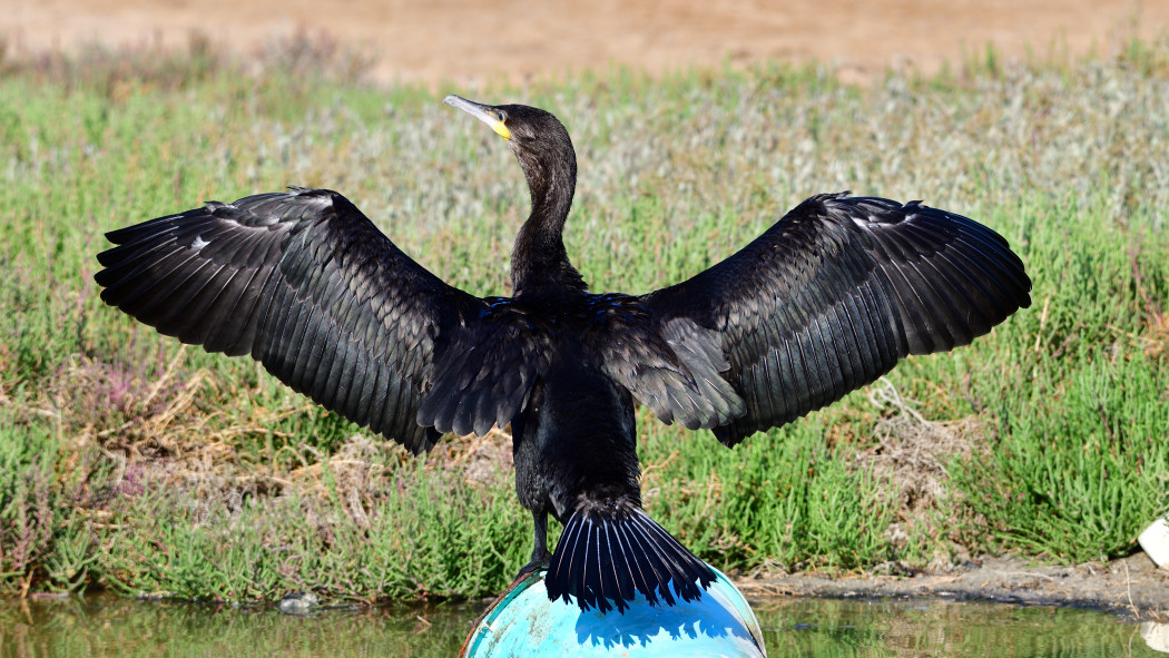 Great Cormorant
