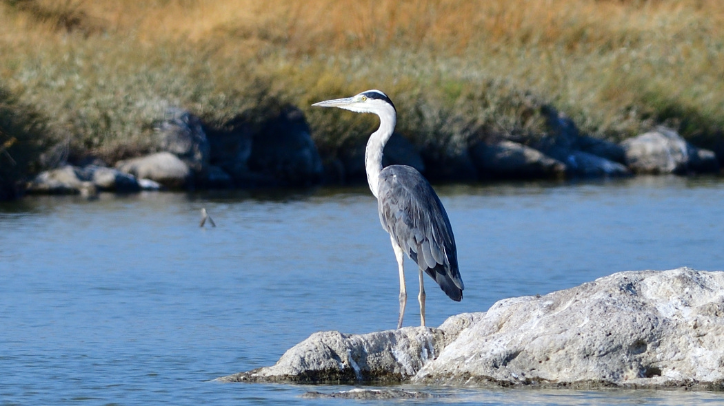 Grey Heron