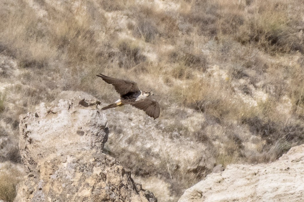 Lanner Falcon