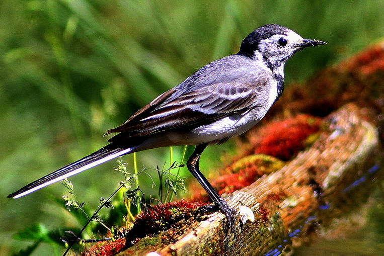 White Wagtail