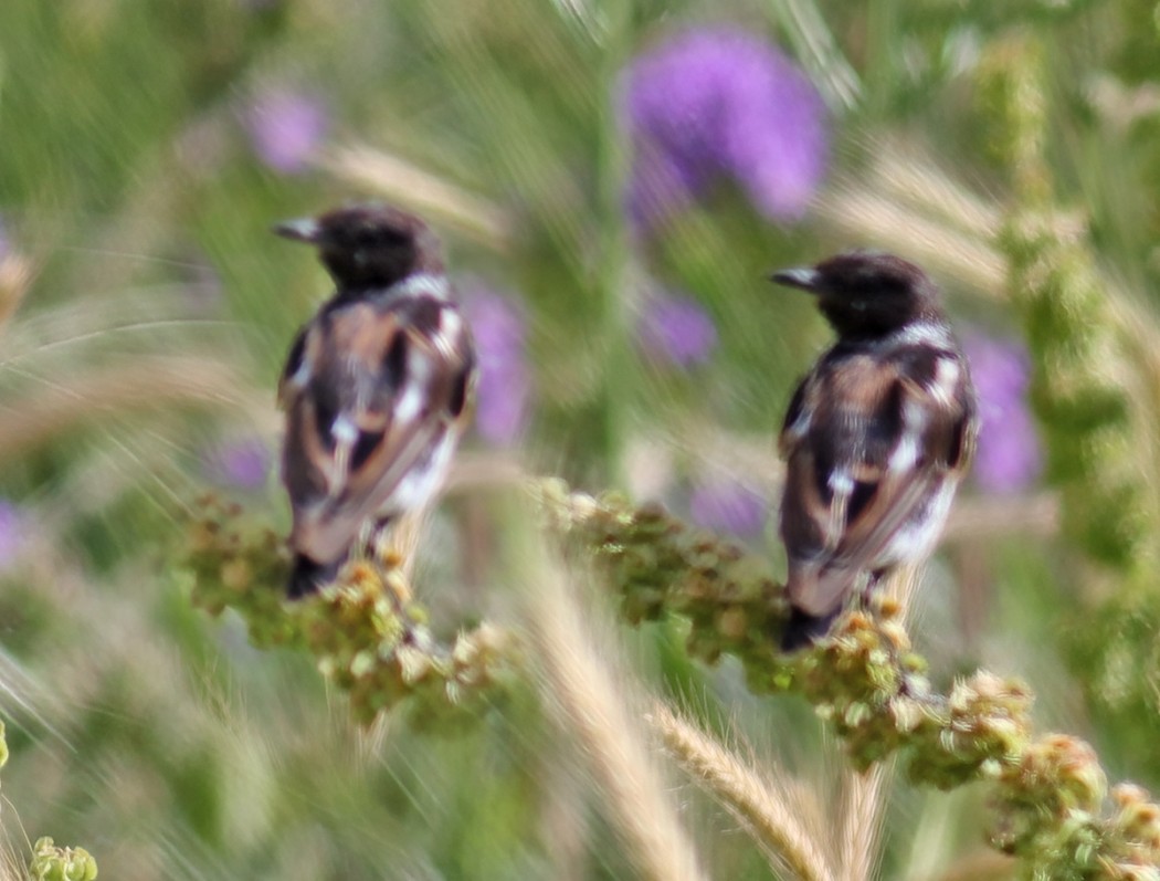 Siberian Stonechat