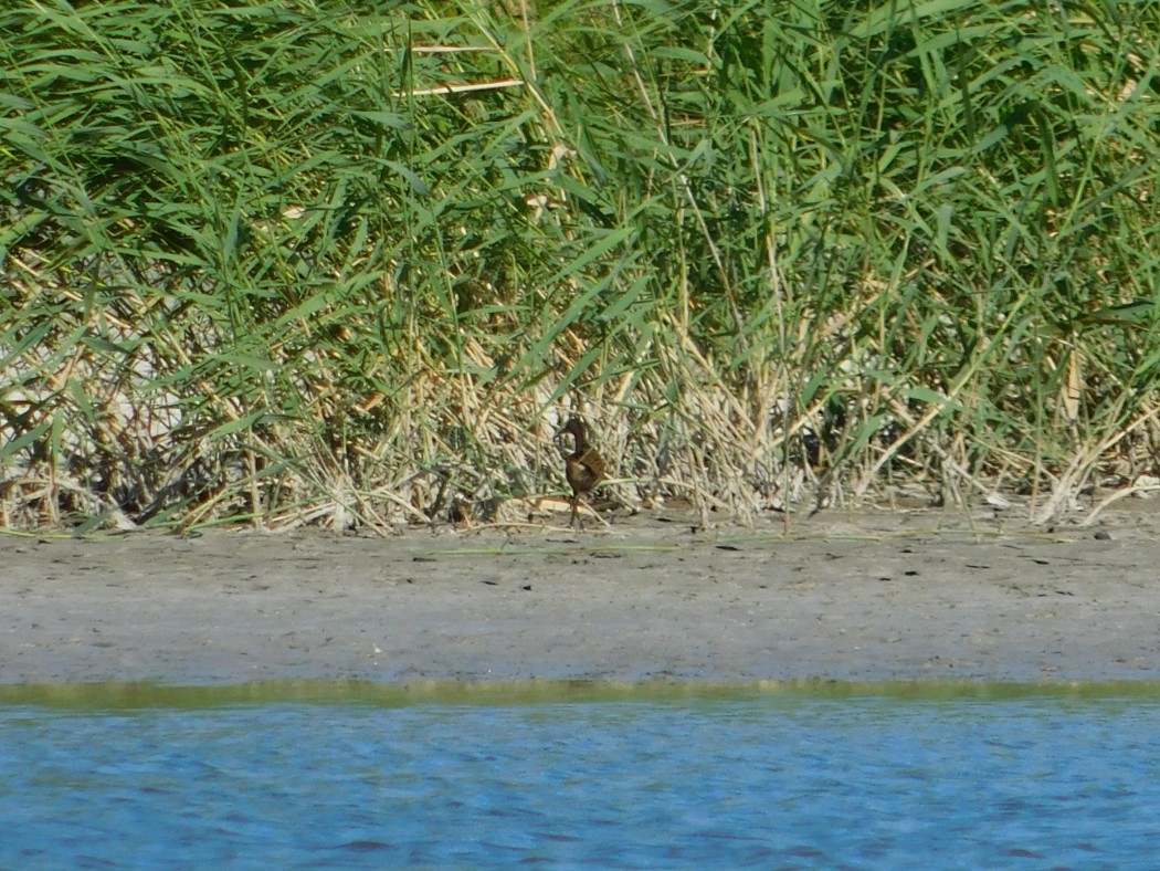 Water Rail