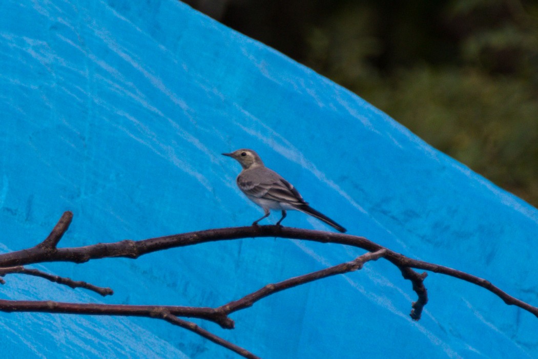 White Wagtail