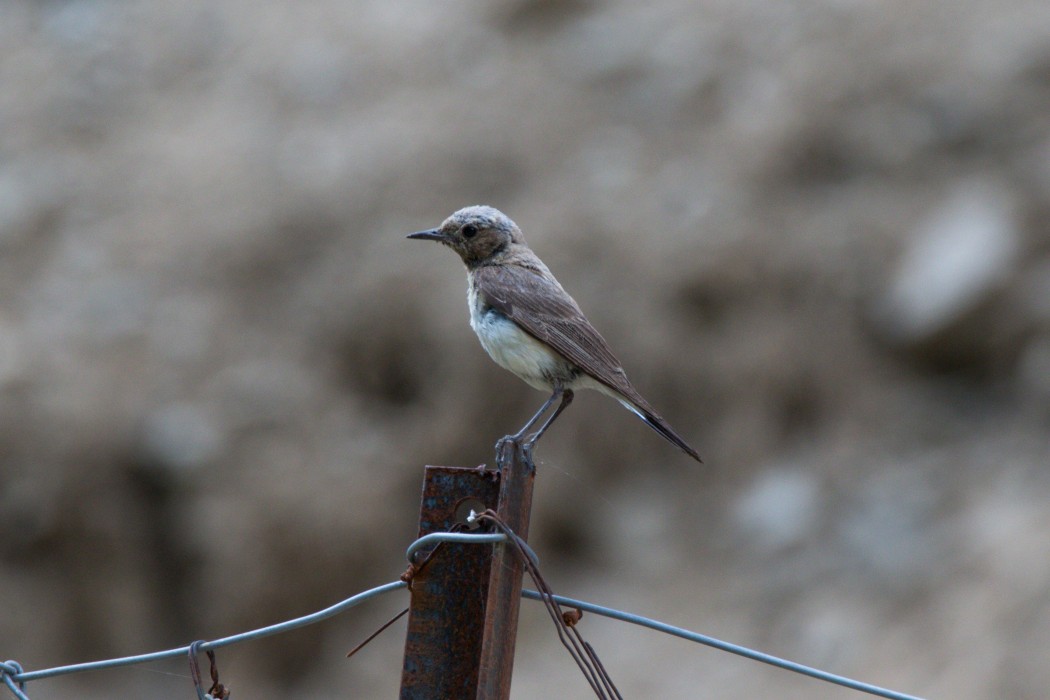 Finsch`s Wheatear
