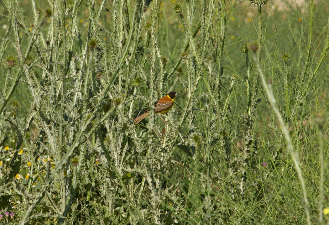 Black-headed Bunting