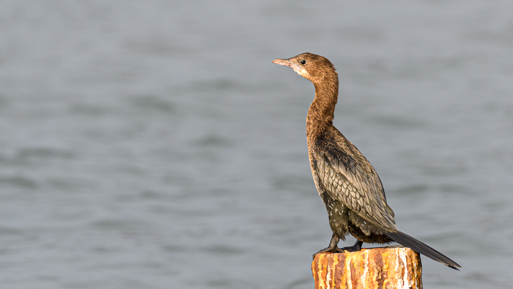 Pygmy Cormorant