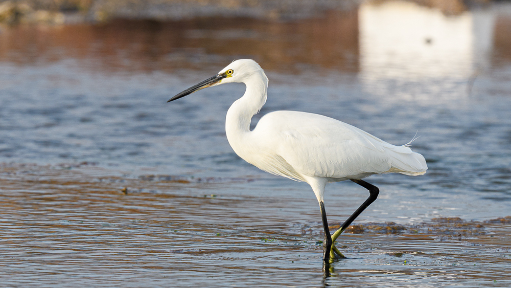 Little Egret