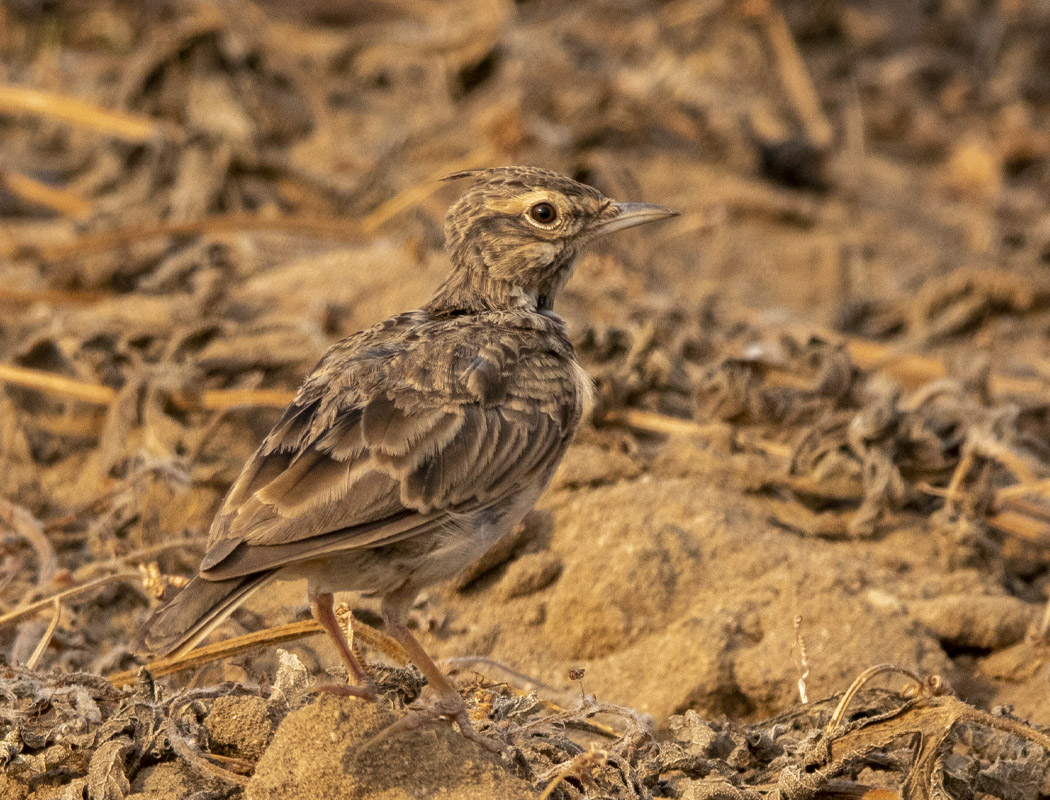 Crested Lark