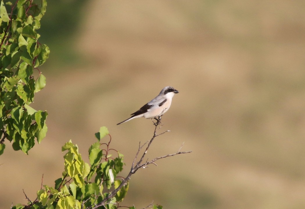Lesser Grey Shrike