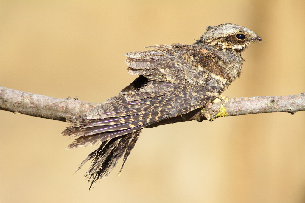 European Nightjar