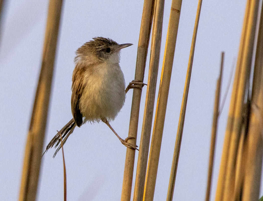 Delicate Prinia