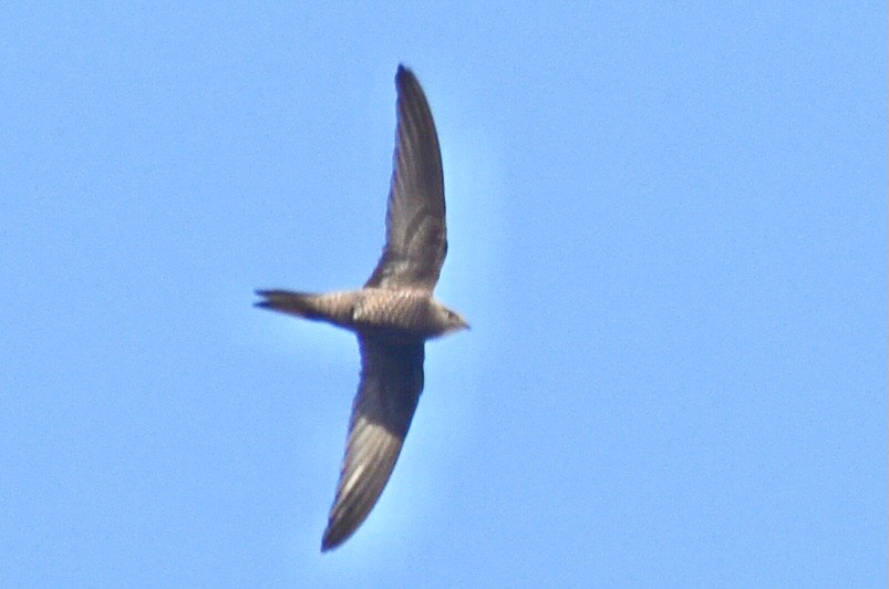 Pallid Swift