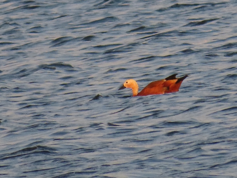 Ruddy Shelduck