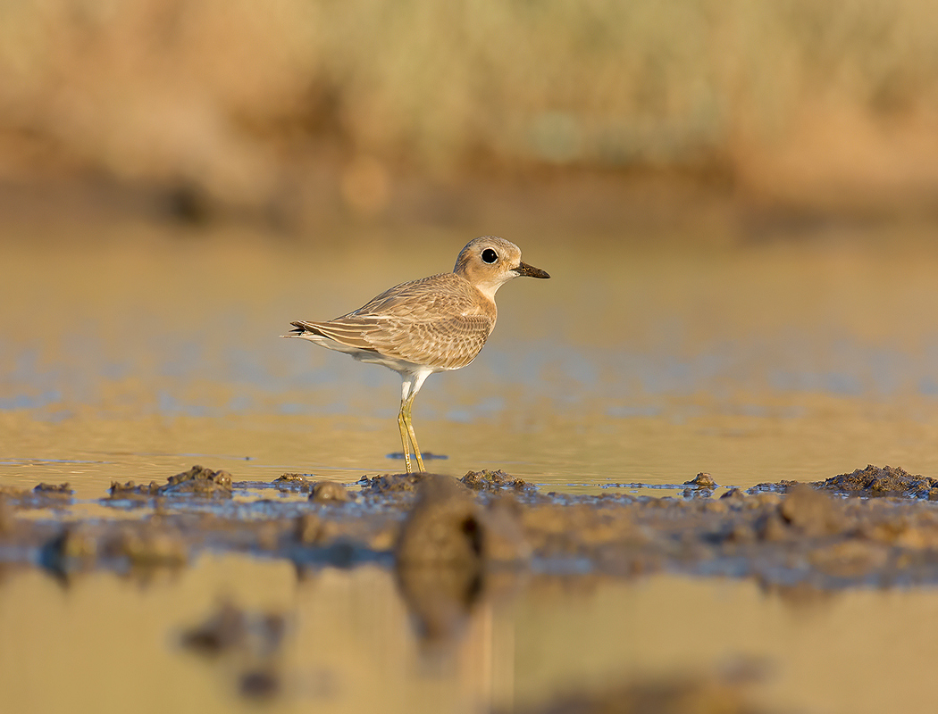 Greater Sand Plover