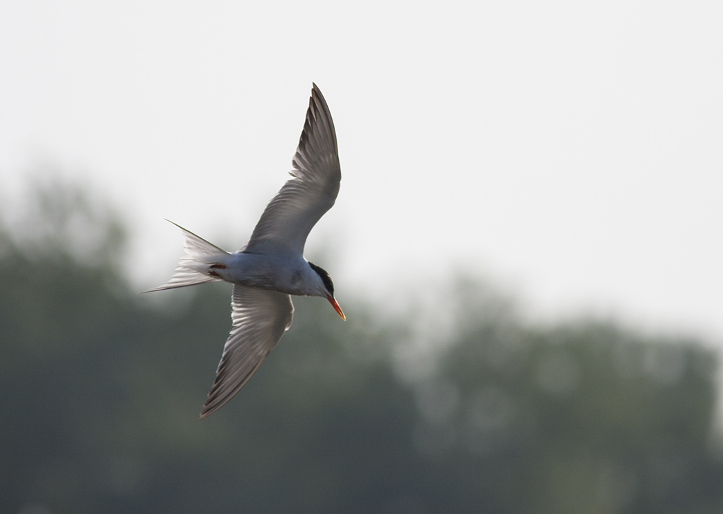 Common Tern
