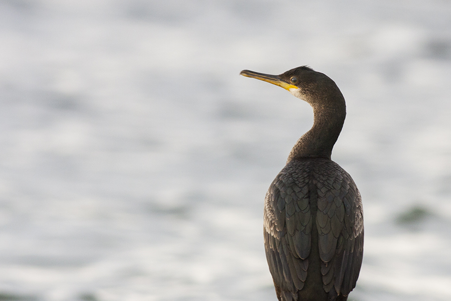 European Shag
