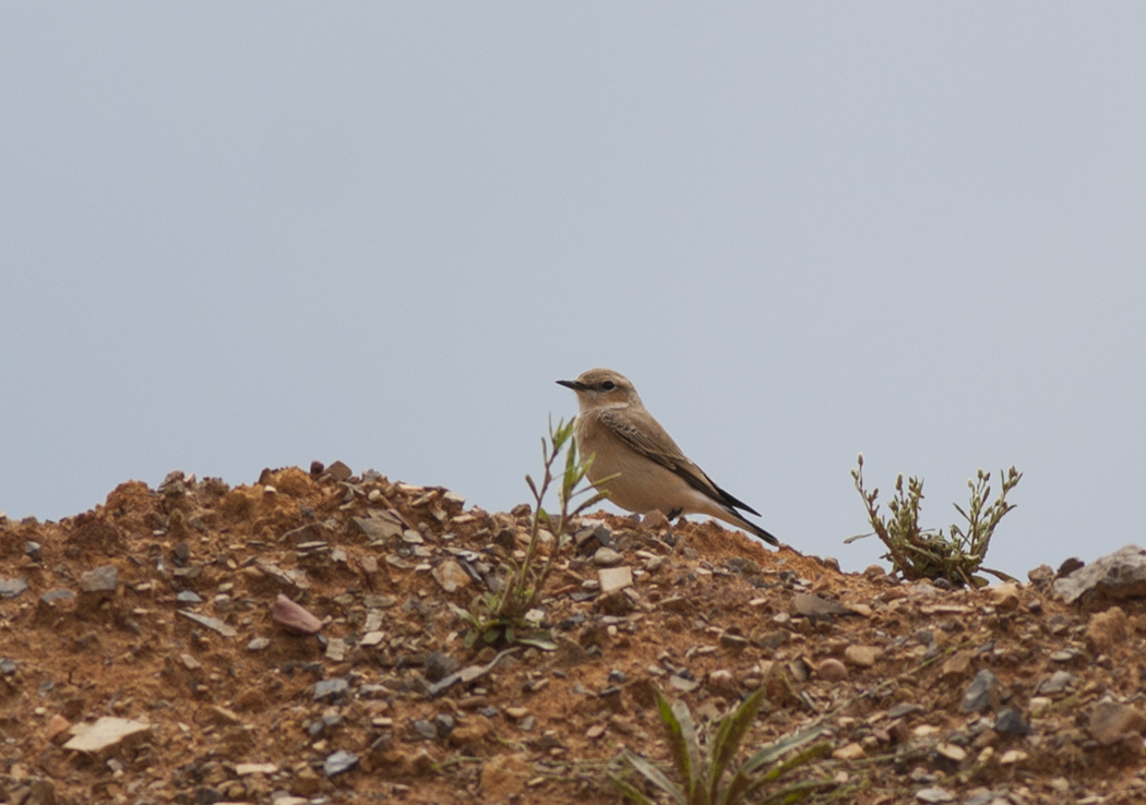 Northern Wheatear