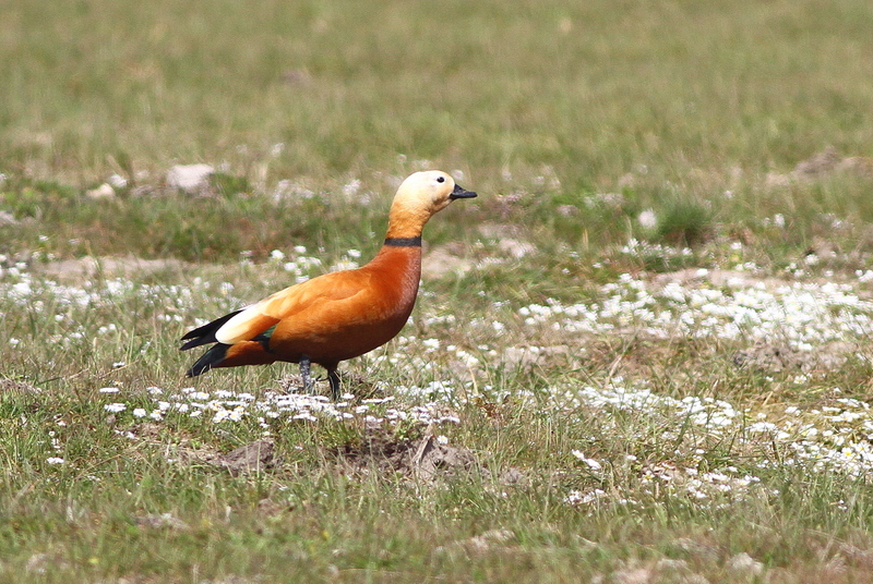 Ruddy Shelduck