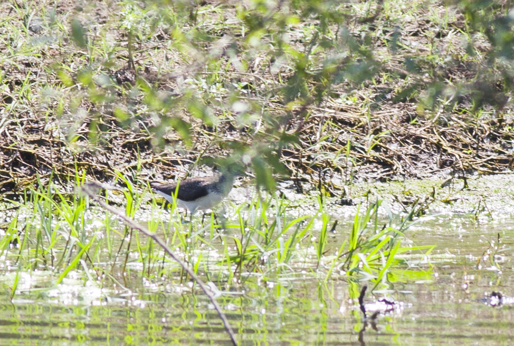 Green Sandpiper