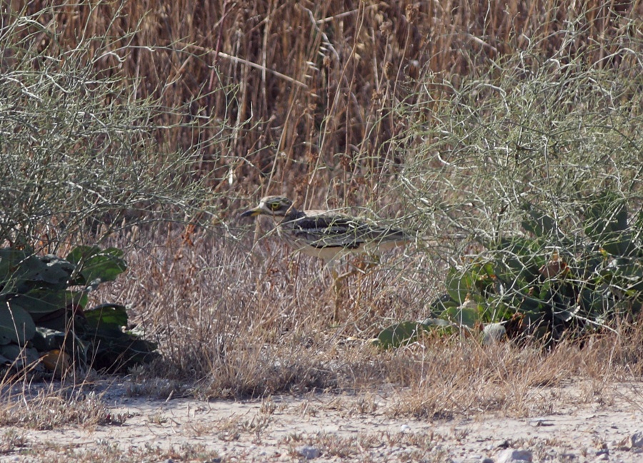 Eurasian Stone-curlew