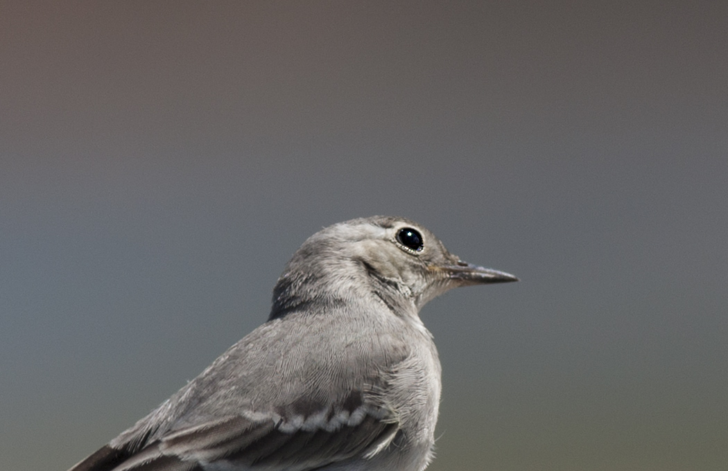 White Wagtail