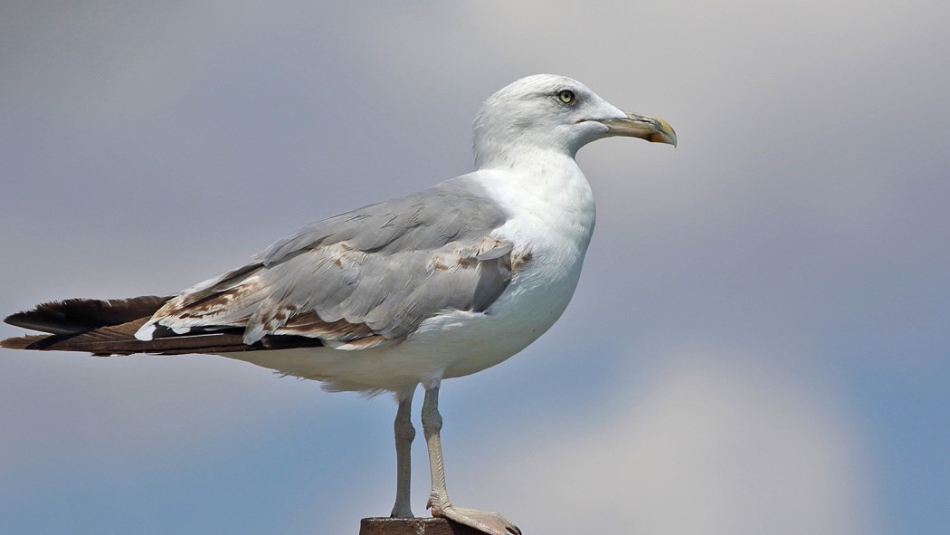 Yellow-legged Gull