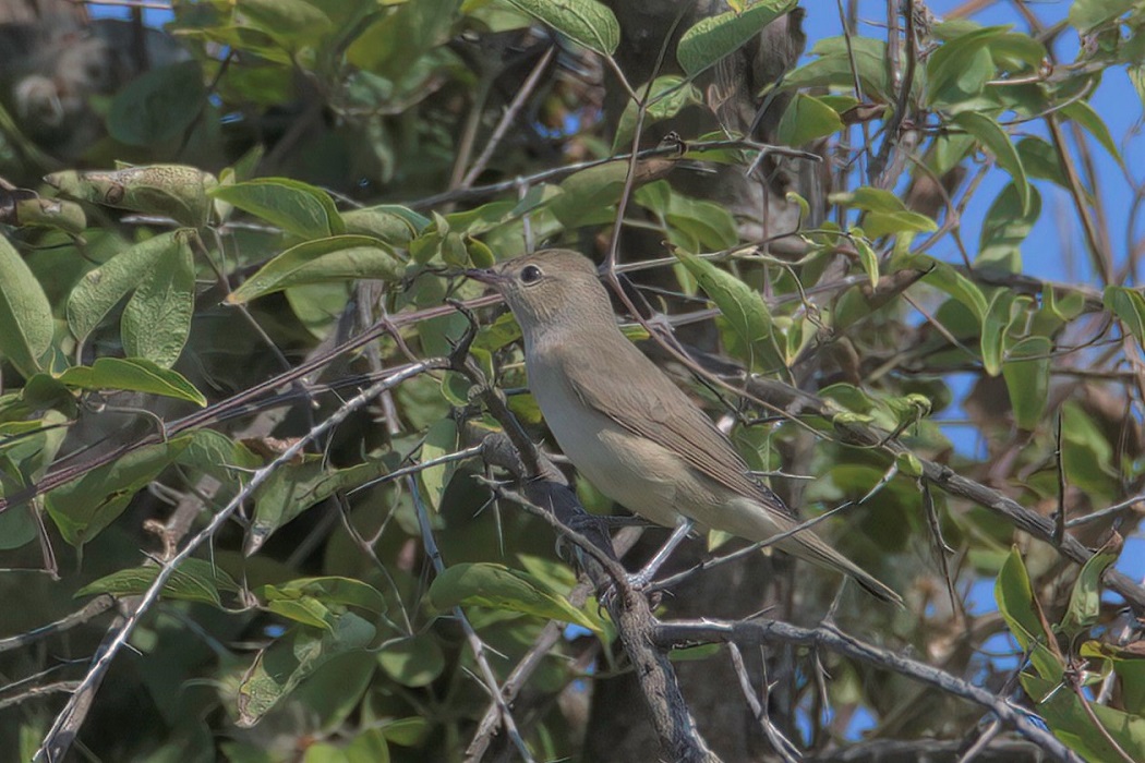 Garden Warbler