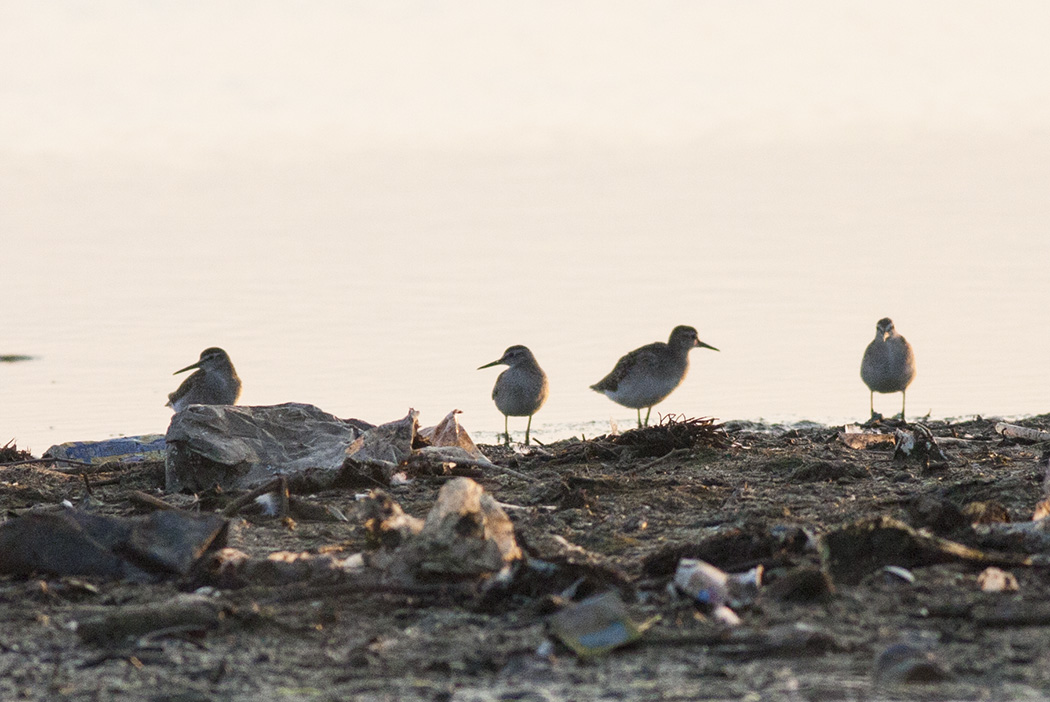 Wood Sandpiper