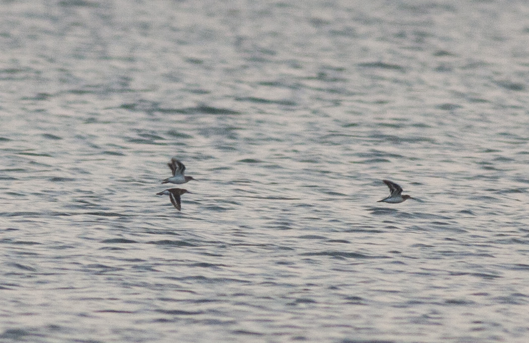 Common Sandpiper