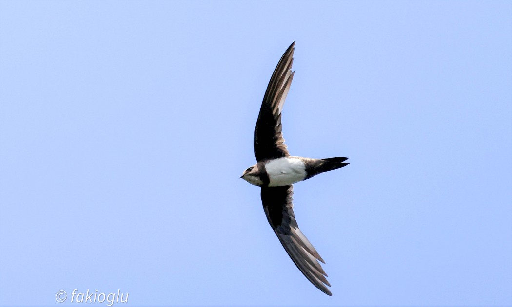 Alpine Swift