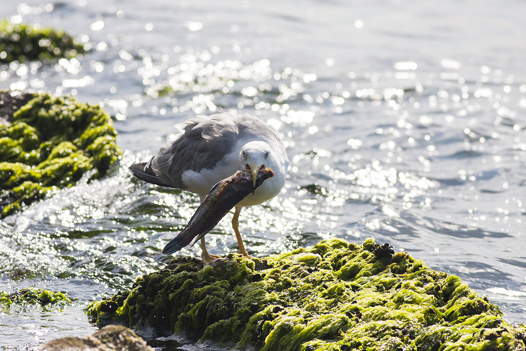 Yellow-legged Gull