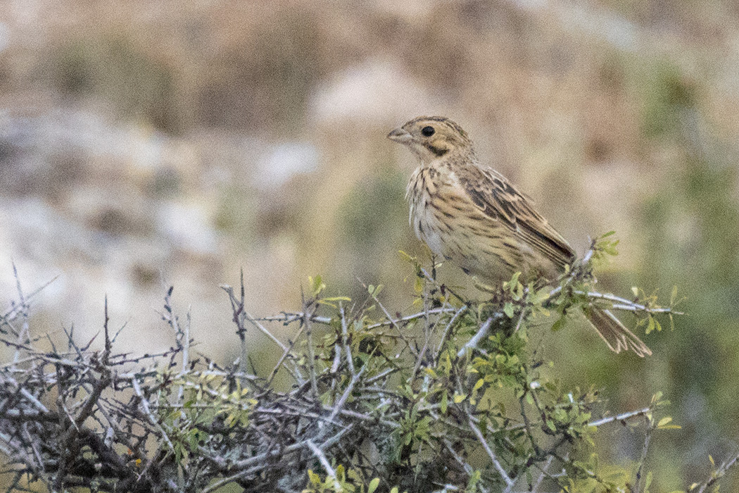 Corn Bunting