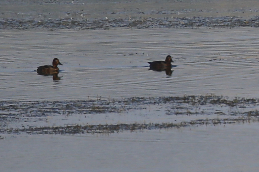 Ferruginous Duck