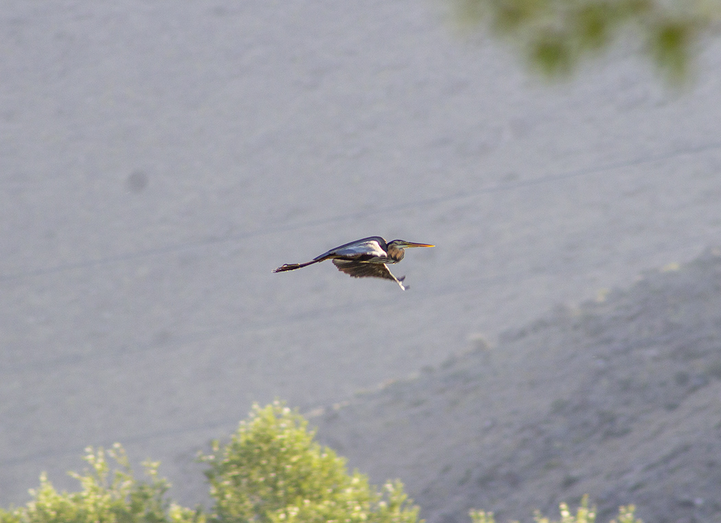Purple Heron