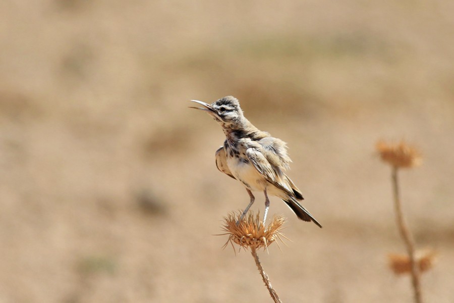 Greater Hoopoe-Lark