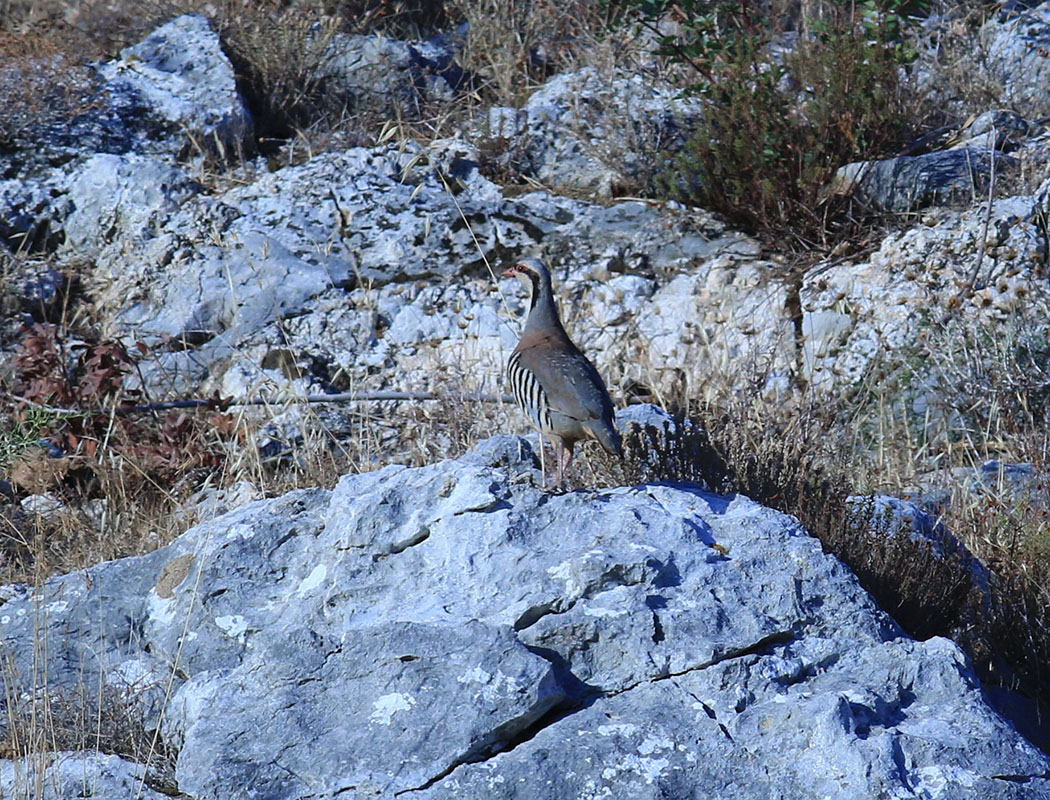 Chukar Partridge