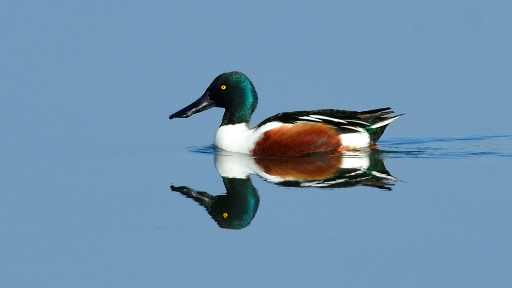 Northern Shoveler